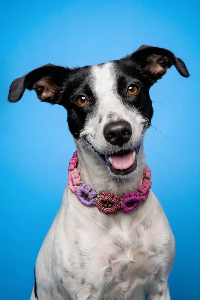 fraeulein ruhle fotoshooting hund messe wedel