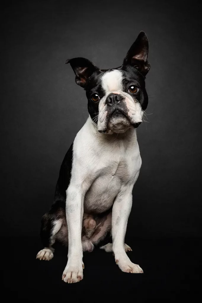 fraeulein ruhle hund fotografie messe boltenhagen