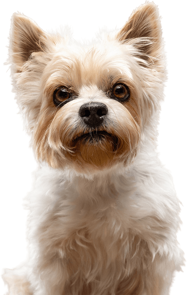 fraeulein ruhle hunde fotoshooting wedel hamburg