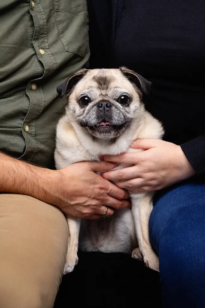 fraeulein ruhle hunde fotoshooting wedel hamburg