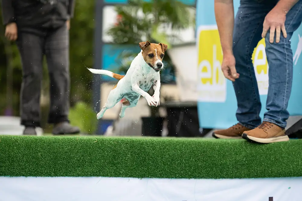 fraeulein ruhle hundefotografie dog diving hamburg zooroyal