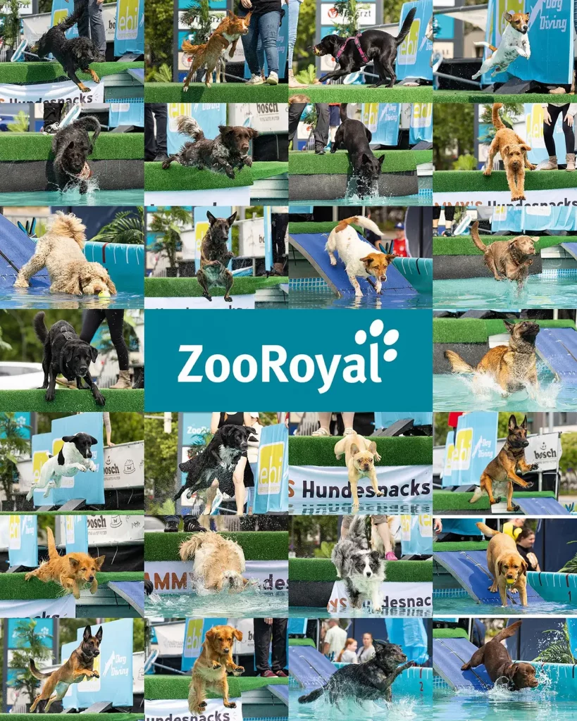 fraeulein ruhle hundefotografie dog diving hamburg zooroyal