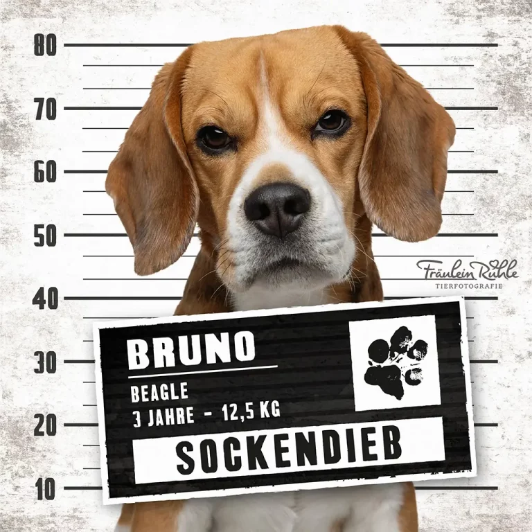 fraeulein ruhle hundefotografie hamburg wedel knast dog