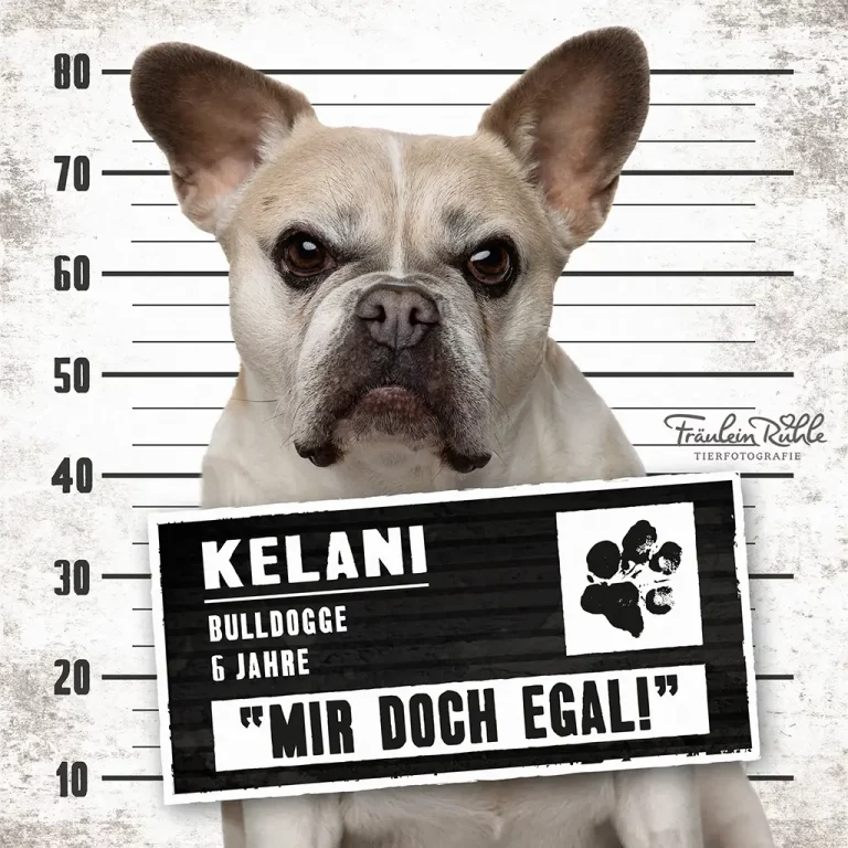 fraeulein ruhle hundefotografie hamburg wedel knast dog
