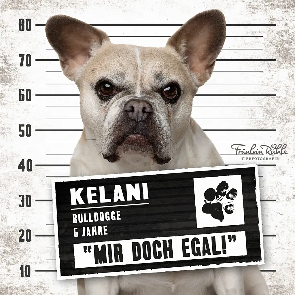 fraeulein ruhle hundefotografie hamburg wedel knast dog