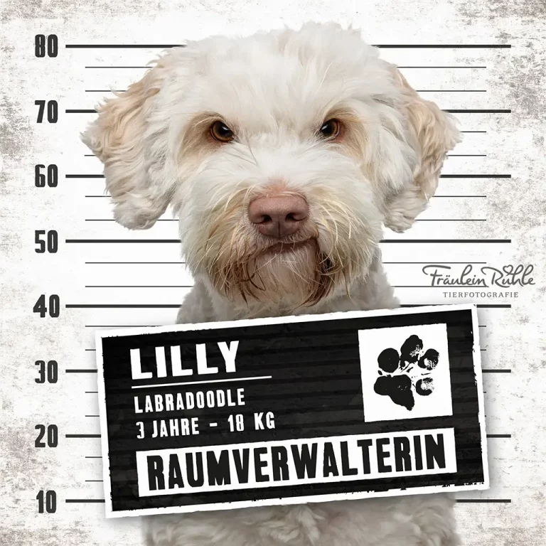 fraeulein ruhle hundefotografie hamburg wedel knast dog