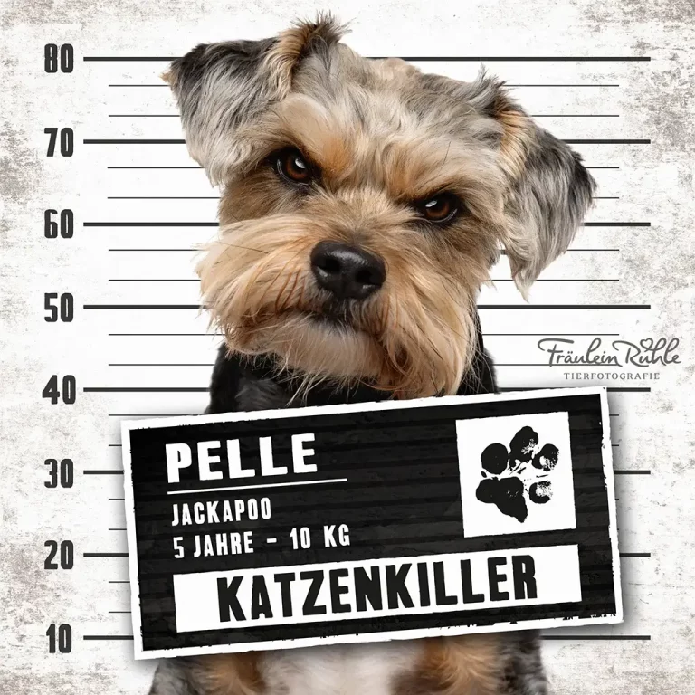 fraeulein ruhle hundefotografie hamburg wedel knast dog