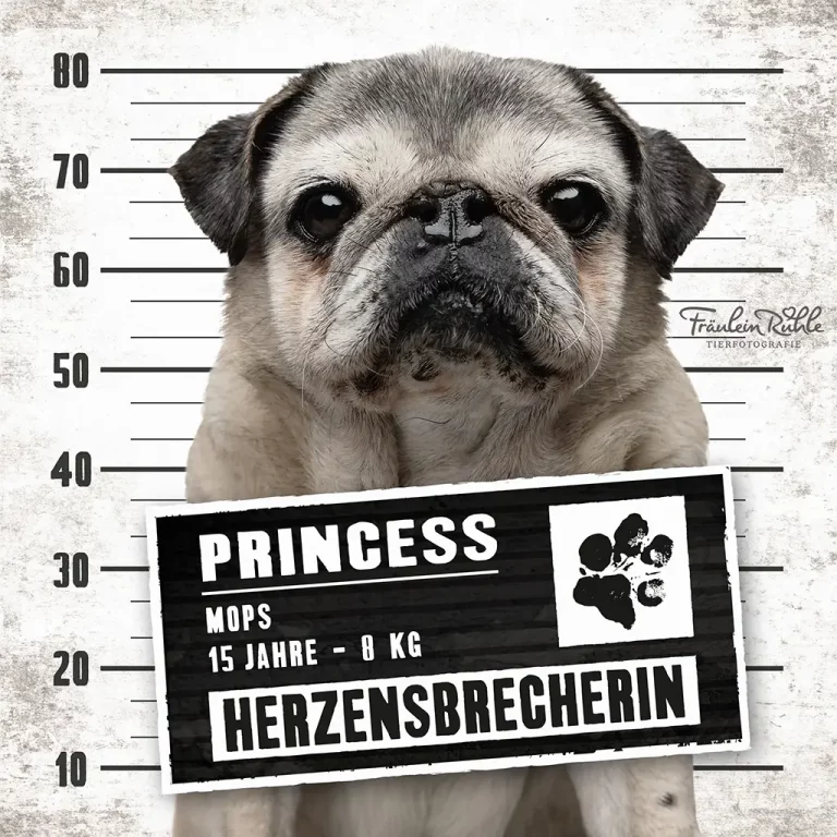 fraeulein ruhle hundefotografie hamburg wedel knast dog