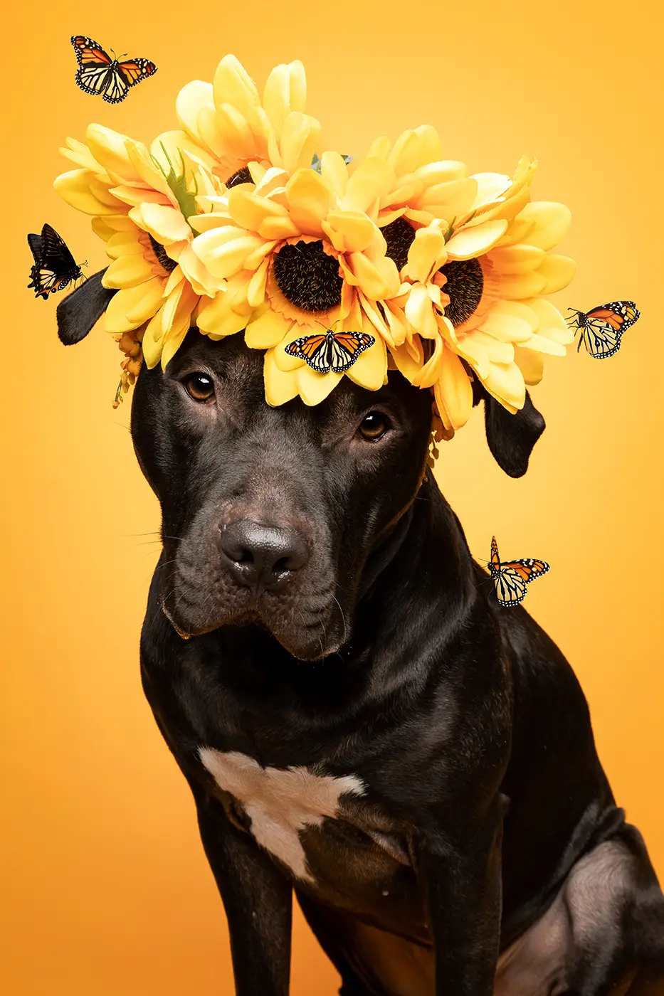 fraeulein ruhle hundefotoshooting aktionen wedel hamburg 163