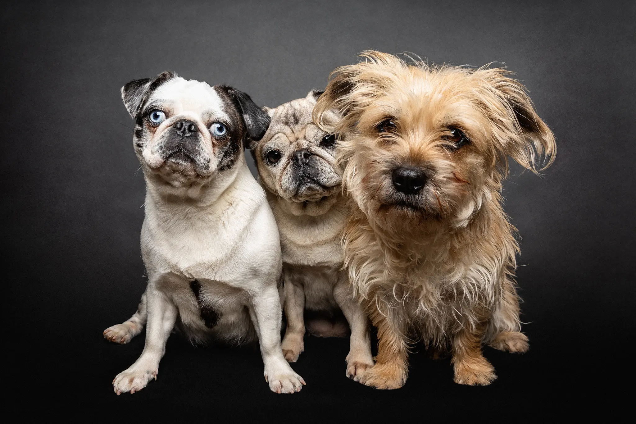 fraeulein ruhle hundefotografie wedel hamburg