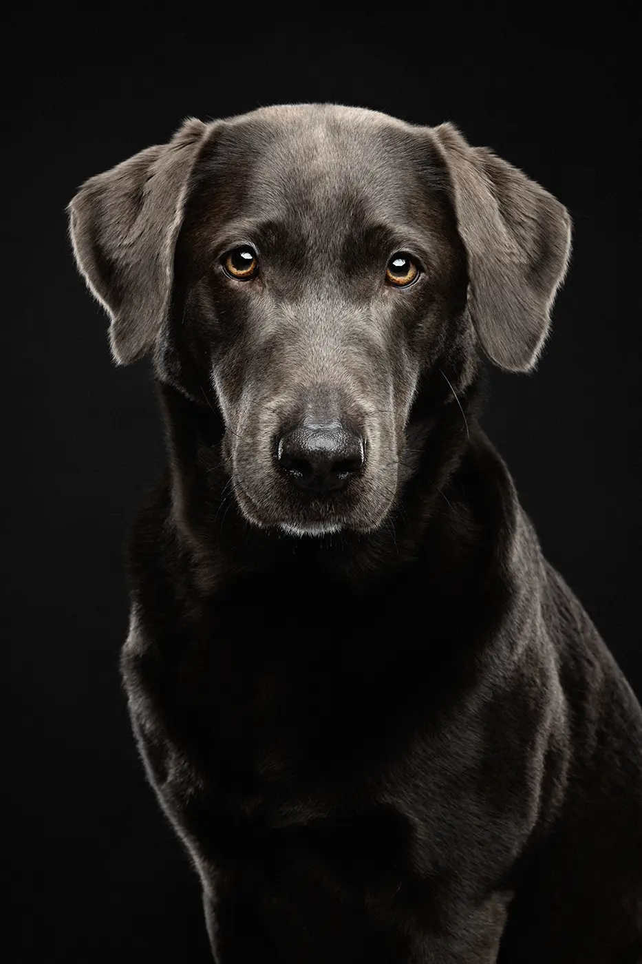 fraeulein ruhle hundefotoshooting kosten wedel hamburg charcoal labrador 263