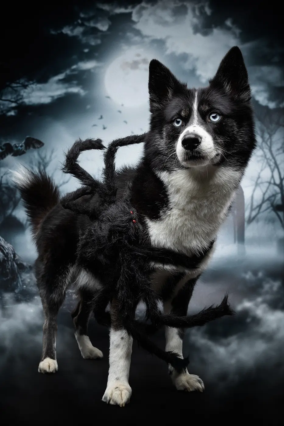 fraeulein ruhle hundefotoshooting aktionen wedel hamburg halloween 400