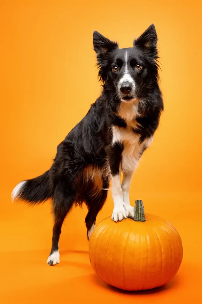 fraeulein ruhle hundefotografie wedel hamburg halloween border collie 185