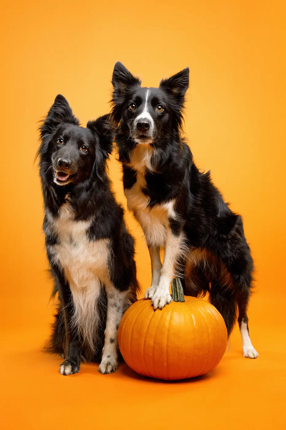 fraeulein ruhle hundefotoshooting aktionen wedel hamburg halloween border colloe kuerbis 399