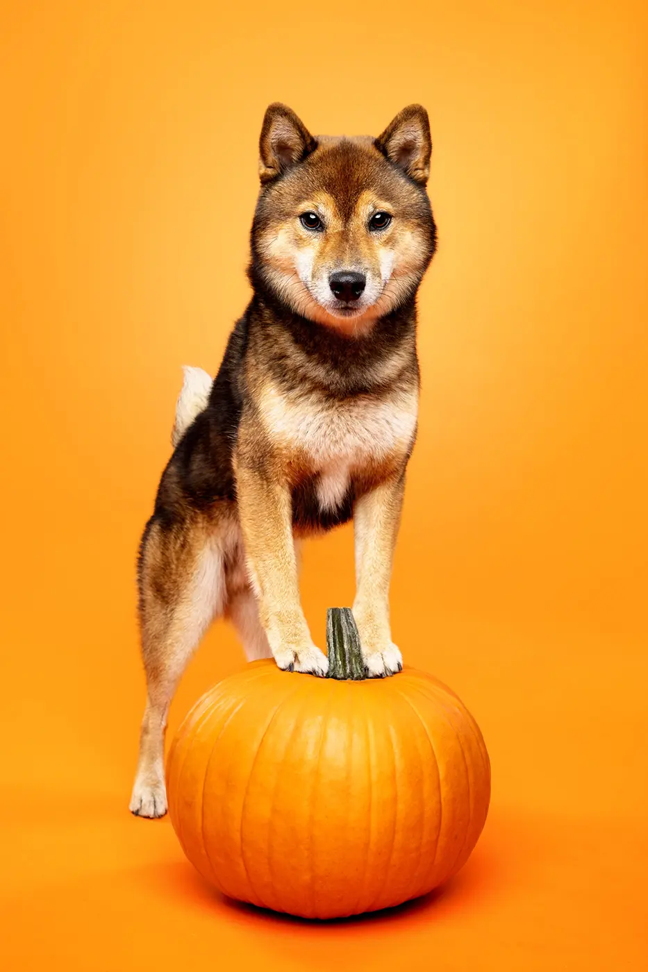fraeulein ruhle hundefotoshooting aktionen wedel hamburg halloween shiba inu kuerbis 396
