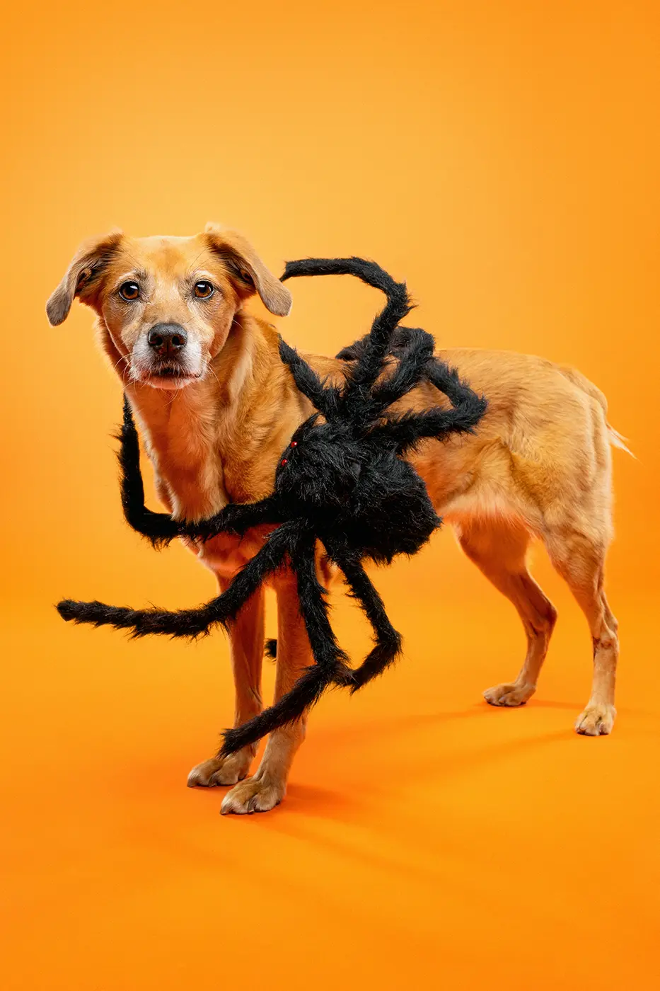 fraeulein ruhle hundefotoshooting aktionen wedel hamburg halloween spinne 196