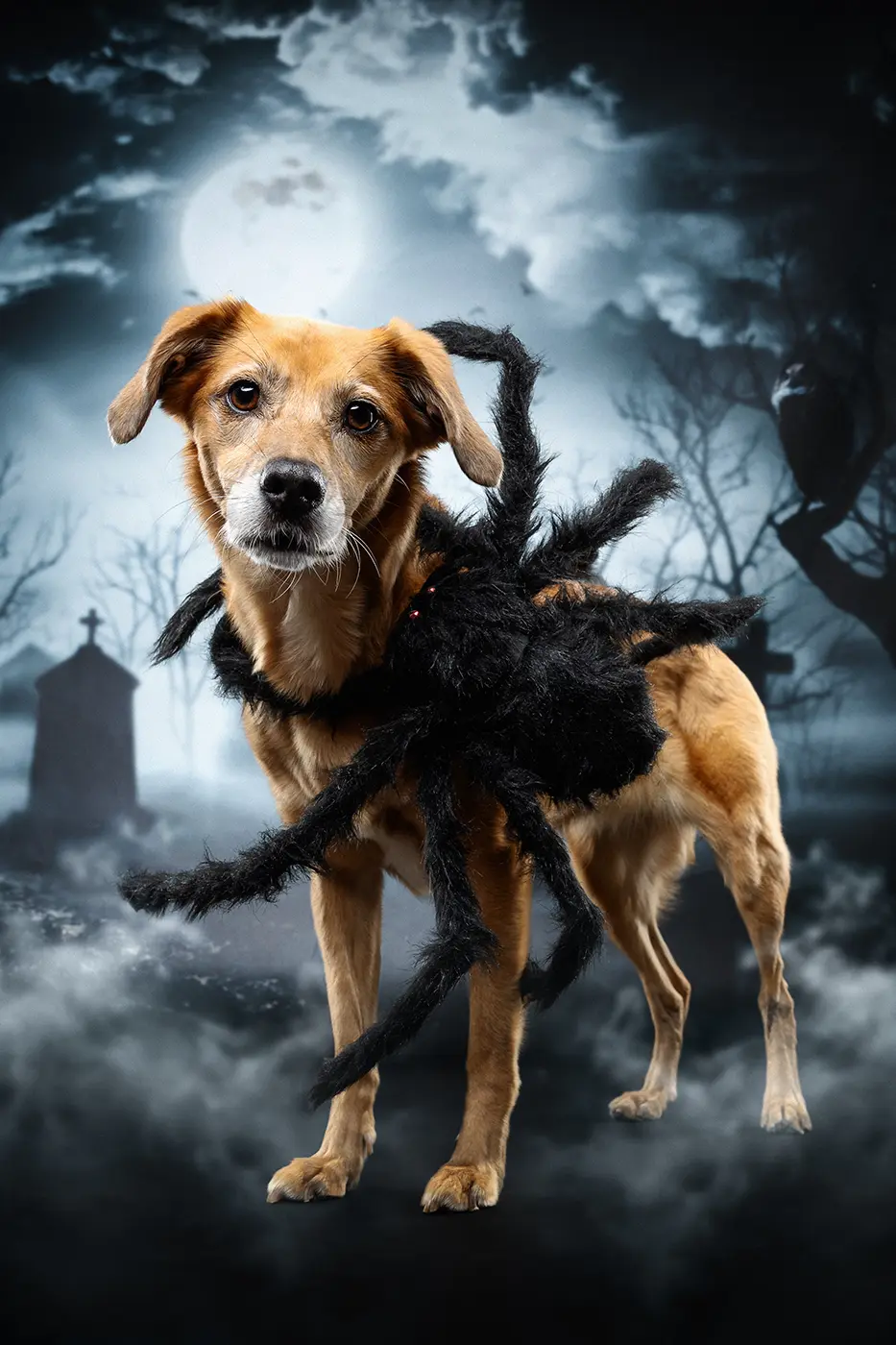 fraeulein ruhle hundefotoshooting aktionen wedel hamburg halloween spinne 197