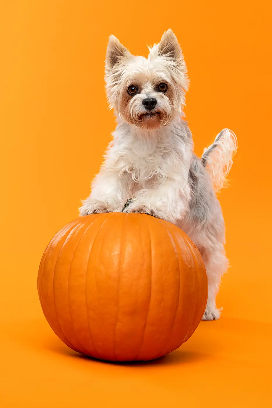 fraeulein ruhle hundefotoshooting aktionen wedel hamburg halloween yorkshire terrier 353
