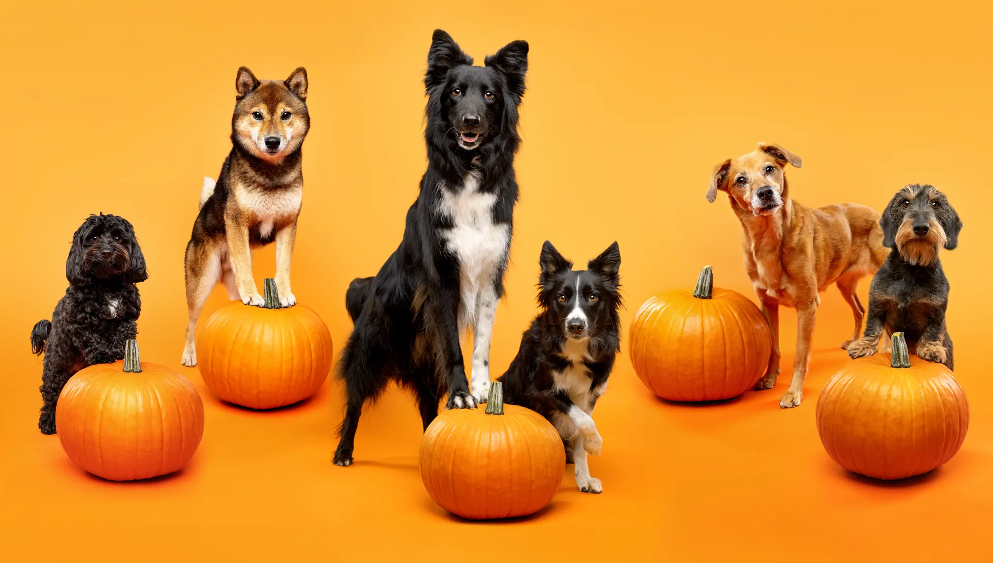 fraeulein ruhle hundefotografie wedel hamburg halloween