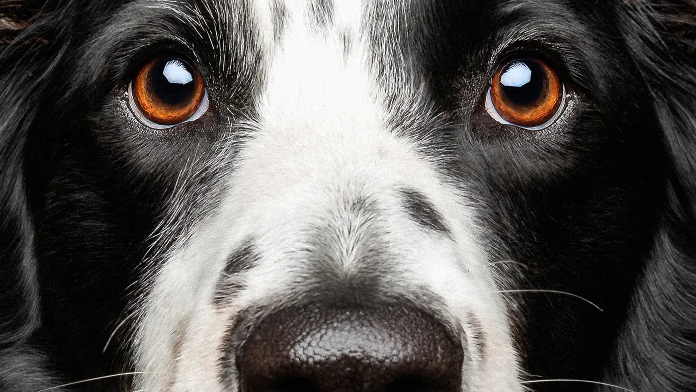 fraeulein ruhle hundefotografie wedel hamburg hundeaugen nahaufnahme border collie