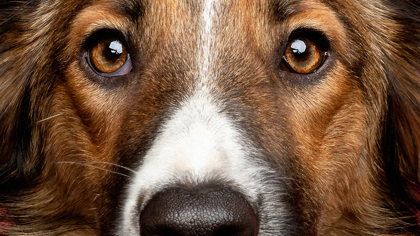 fraeulein ruhle hundefotografie wedel hamburg hundeaugen nahaufnahme border collie