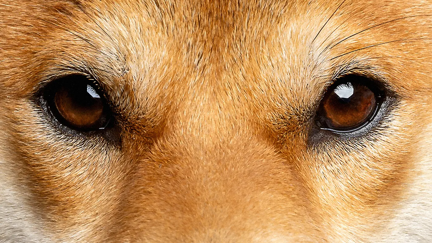 fraeulein ruhle hundefotografie wedel hamburg hundeaugen nahaufnahme shiba inu