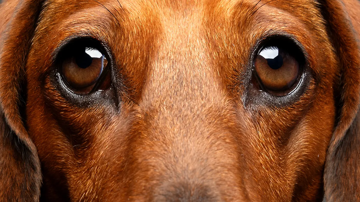 fraeulein ruhle hundefotografie wedel hamburg hundeaugen nahaufnahme dackel