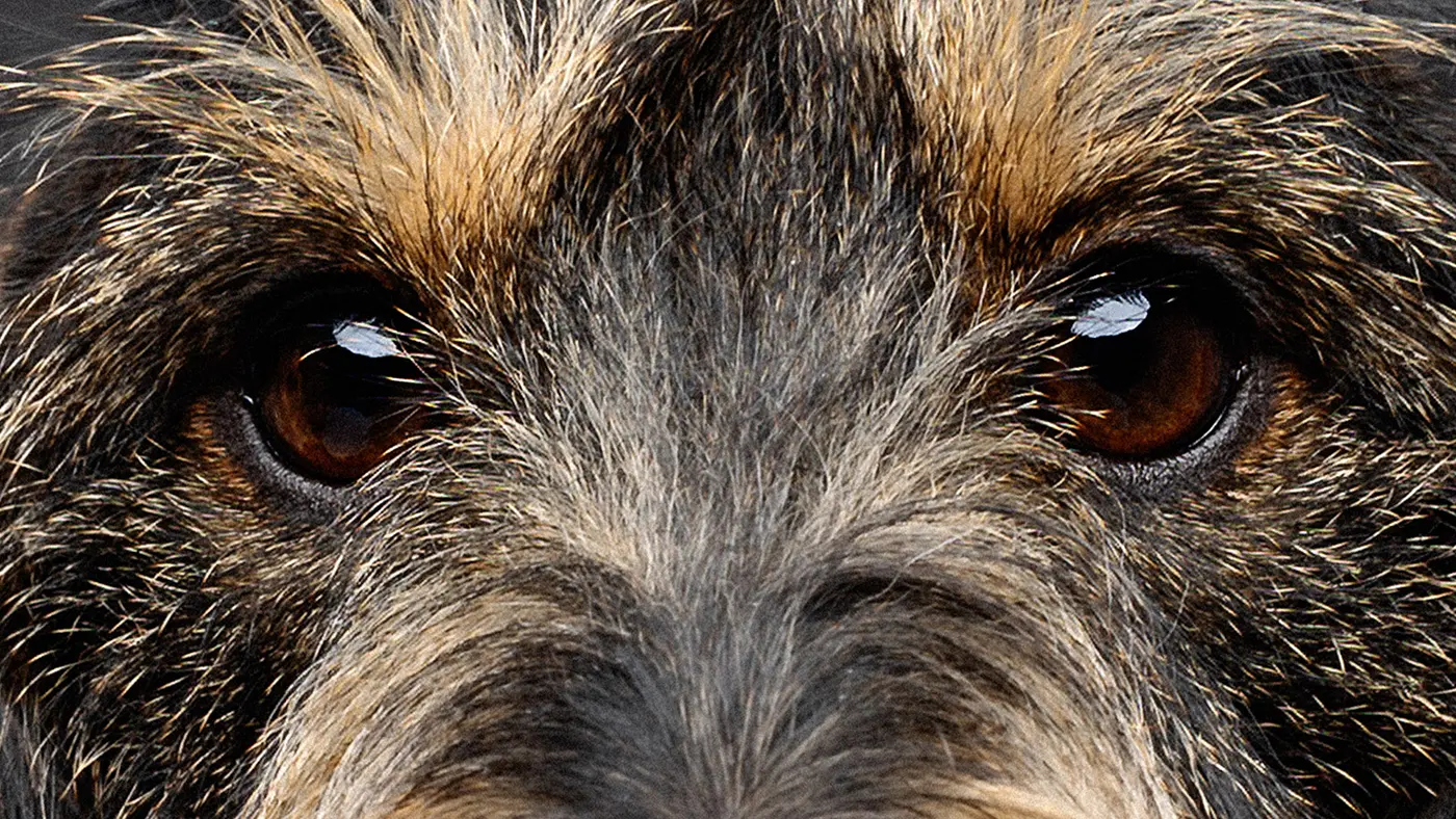 fraeulein ruhle hundefotografie wedel hamburg hundeaugen nahaufnahme rauhaardackel