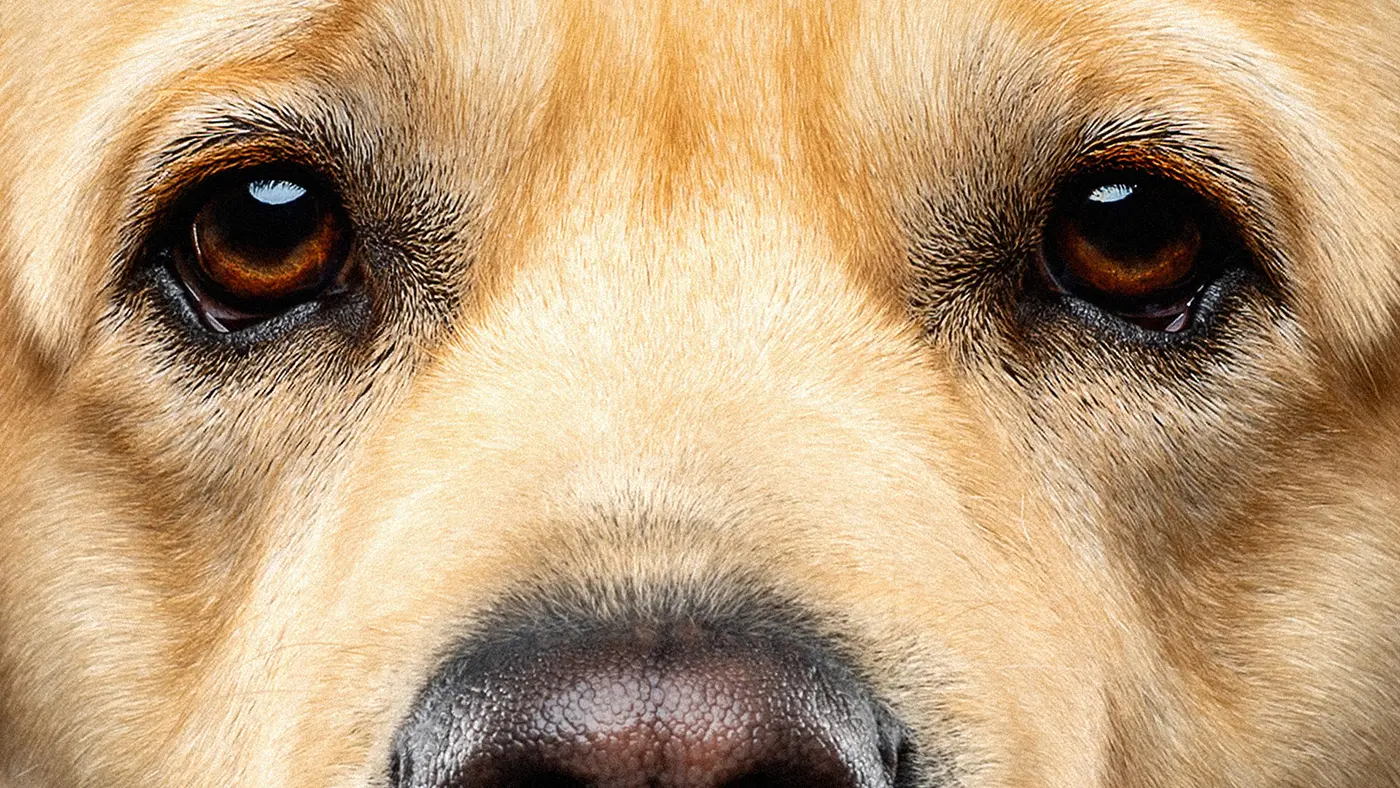 fraeulein ruhle hundefotografie wedel hamburg hundeaugen nahaufnahme labrador