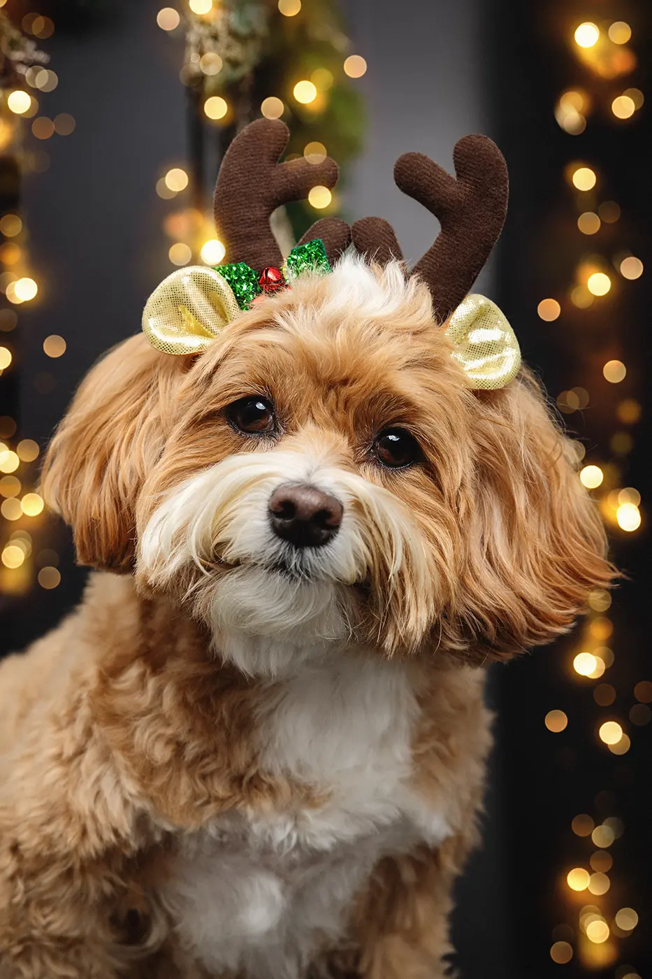 fraeulein ruhle hundefotoshooting aktionen wedel hamburg hundemesse weihnachten malteser 287