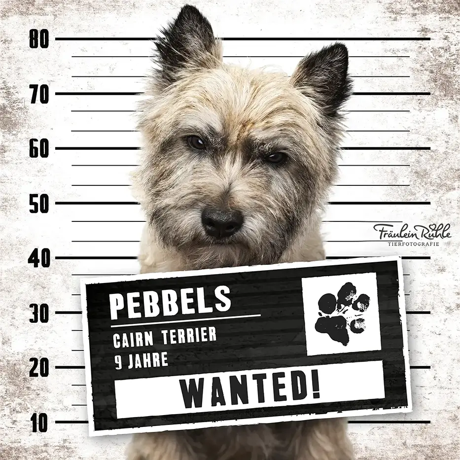 fraeulein ruhle hundefotografie wedel hamburg knast dog 11