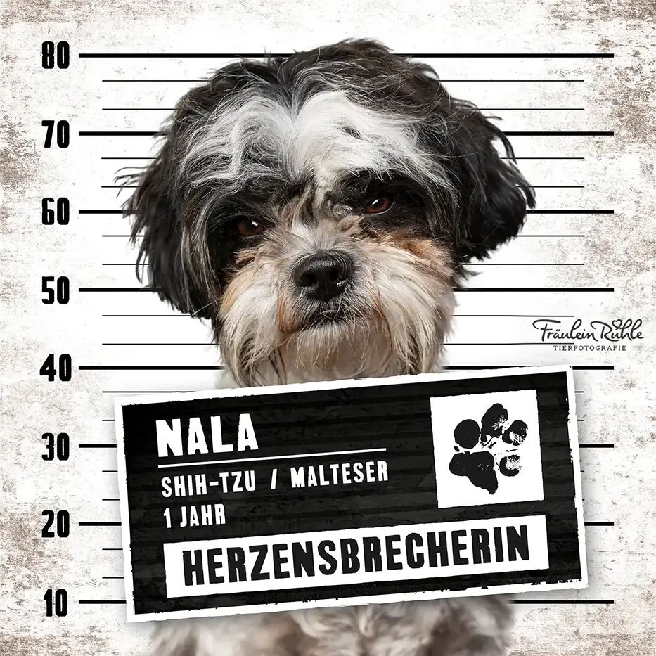 fraeulein ruhle hundefotografie wedel hamburg knast dog 12