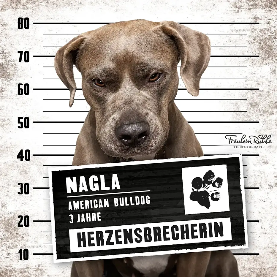 fraeulein ruhle hundefotografie wedel hamburg knast dog 13