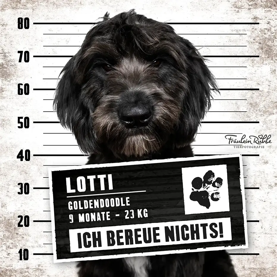 fraeulein ruhle hundefotografie wedel hamburg knast dog 14