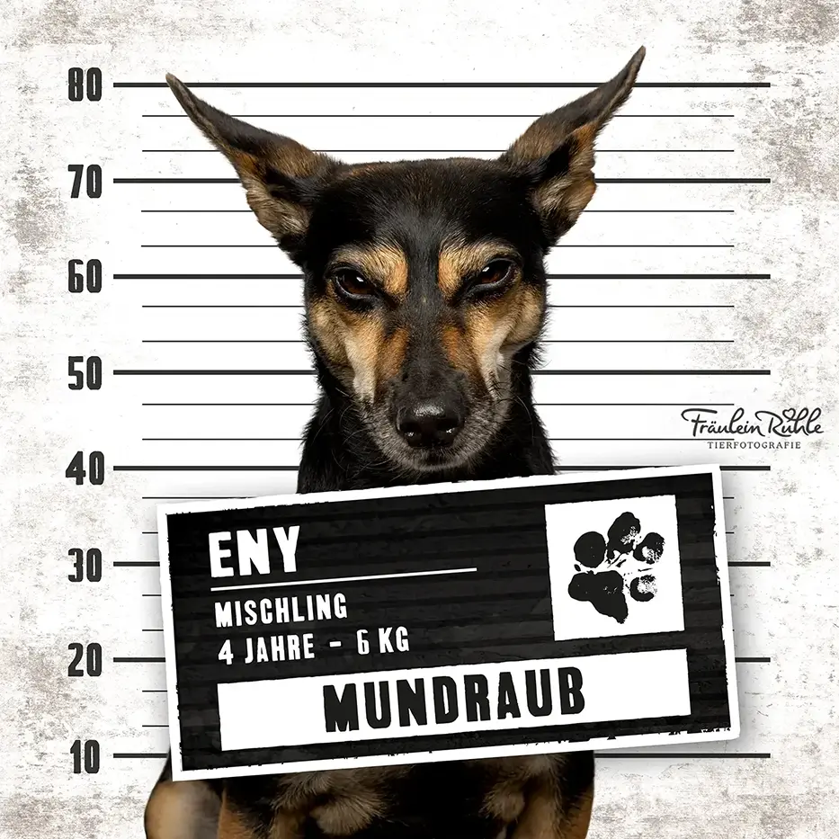 fraeulein ruhle hundefotografie wedel hamburg knast dog 21