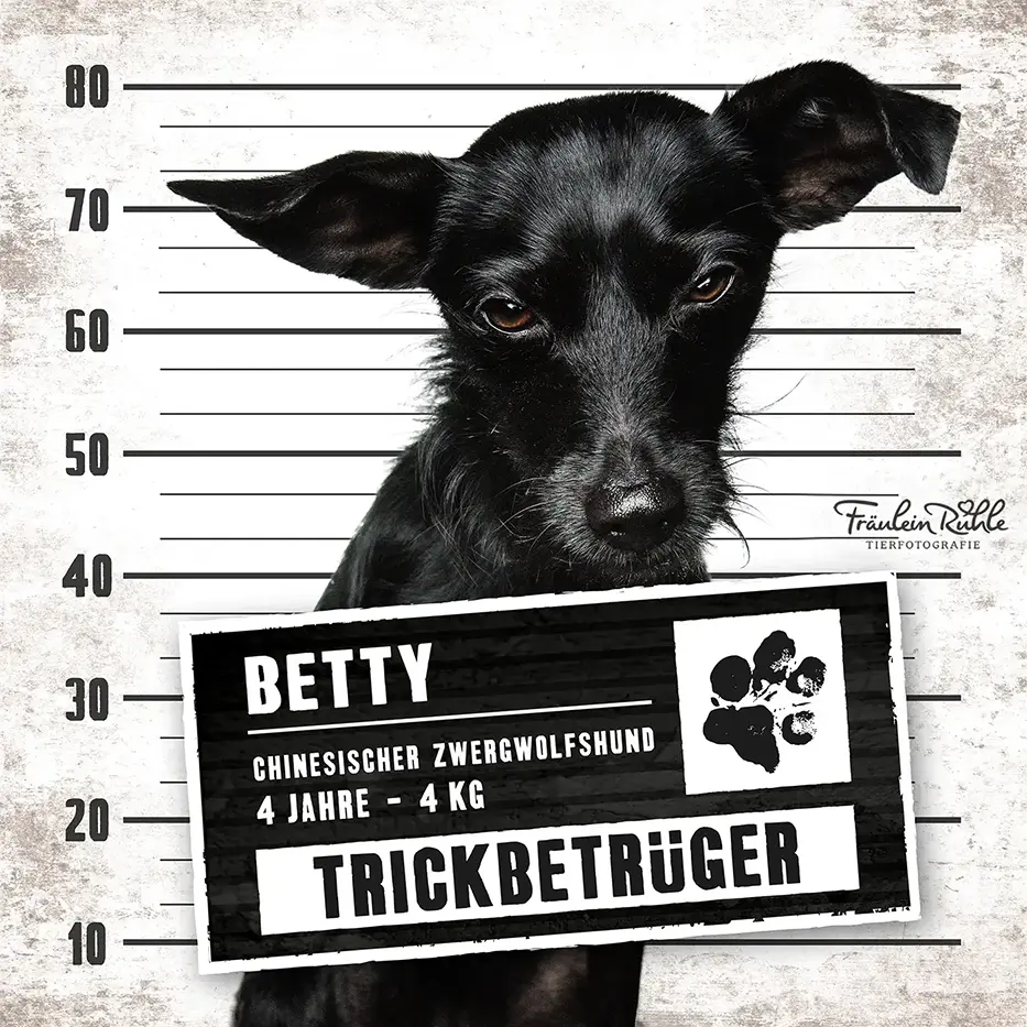 fraeulein ruhle hundefotografie wedel hamburg knast dog 23