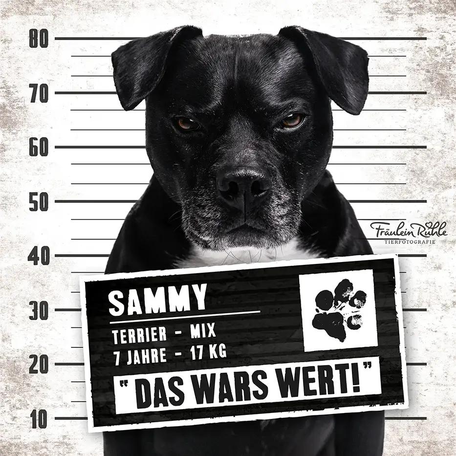 fraeulein ruhle hundefotografie wedel hamburg knast dog 8