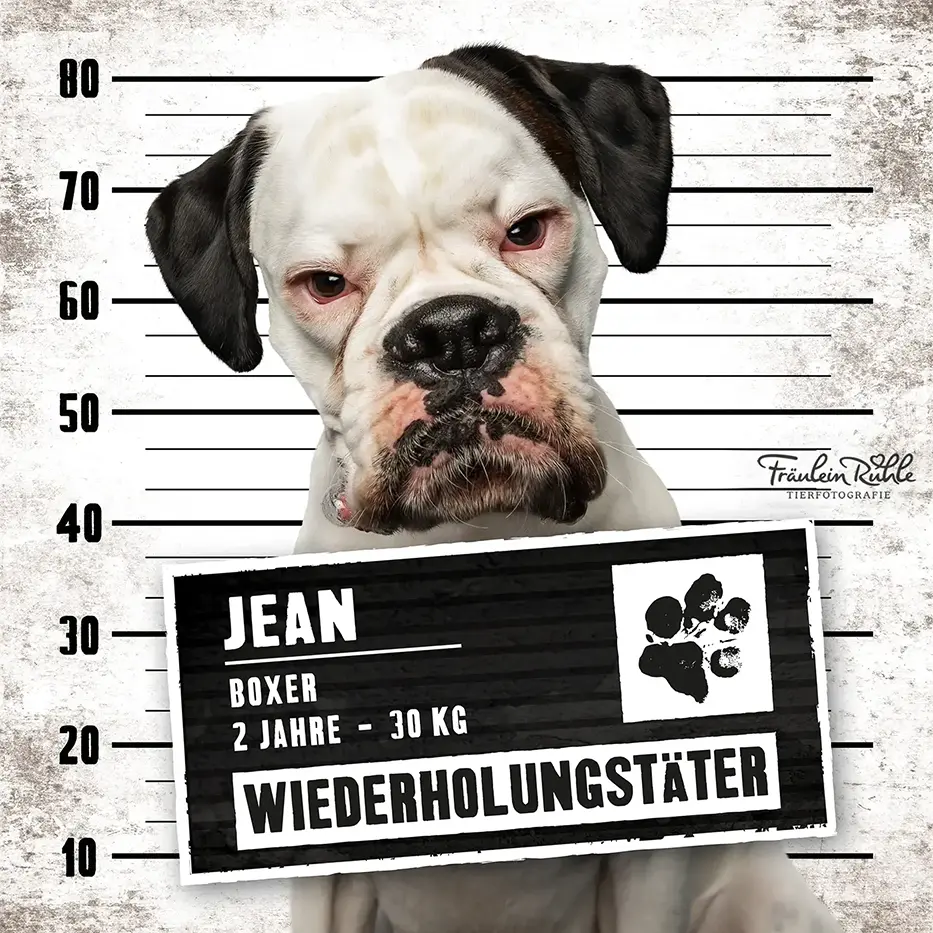 fraeulein ruhle hundefotografie wedel hamburg knast dog boxer 16