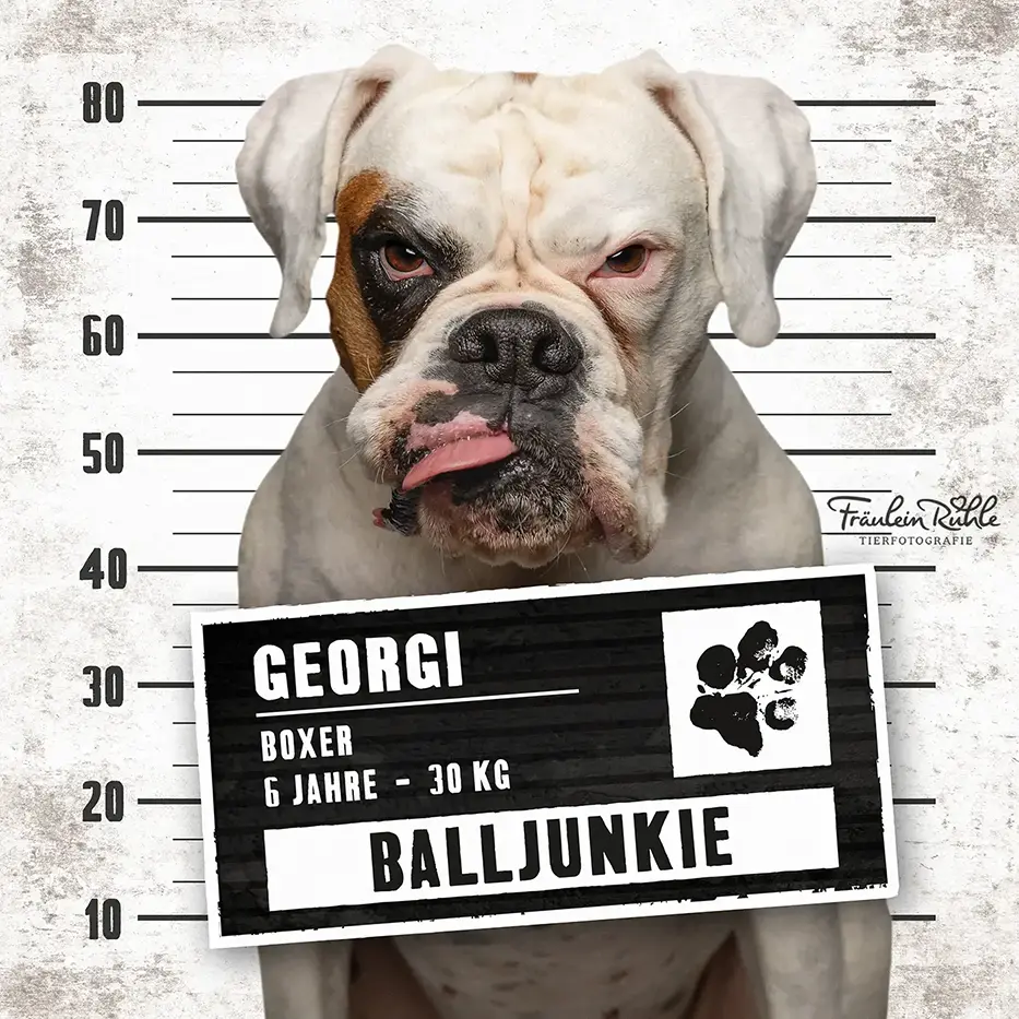 fraeulein ruhle hundefotografie wedel hamburg knast dog boxer 18
