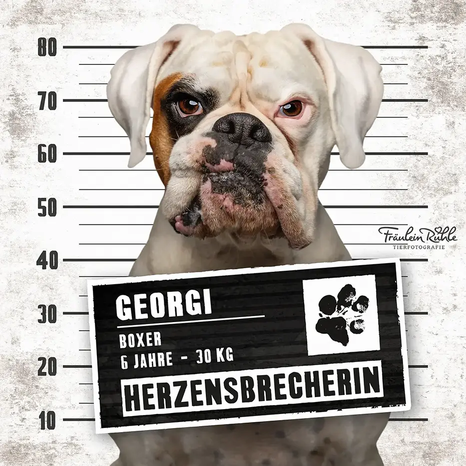 fraeulein ruhle hundefotoshooting kosten wedel hamburg knast dog boxer 19