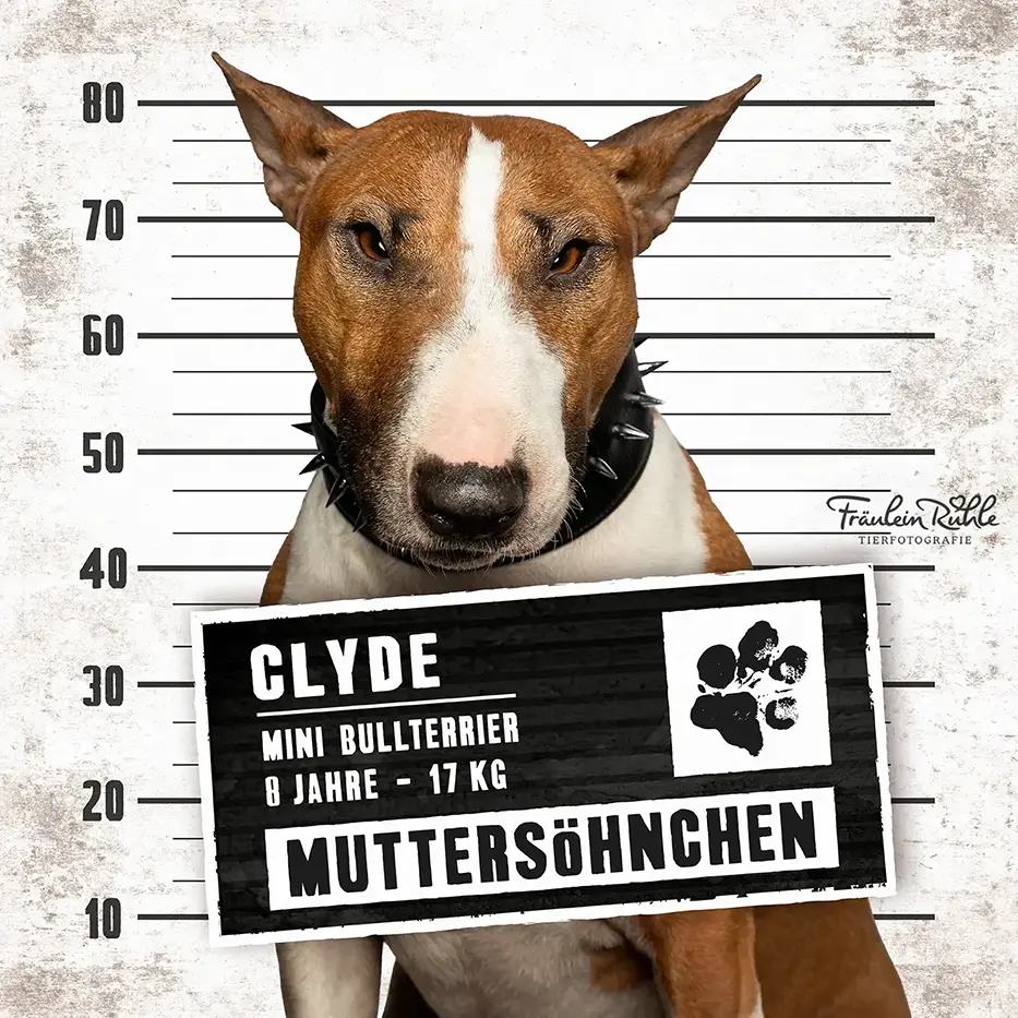 fraeulein ruhle hundefotografie wedel hamburg knast dog bulldogge 22