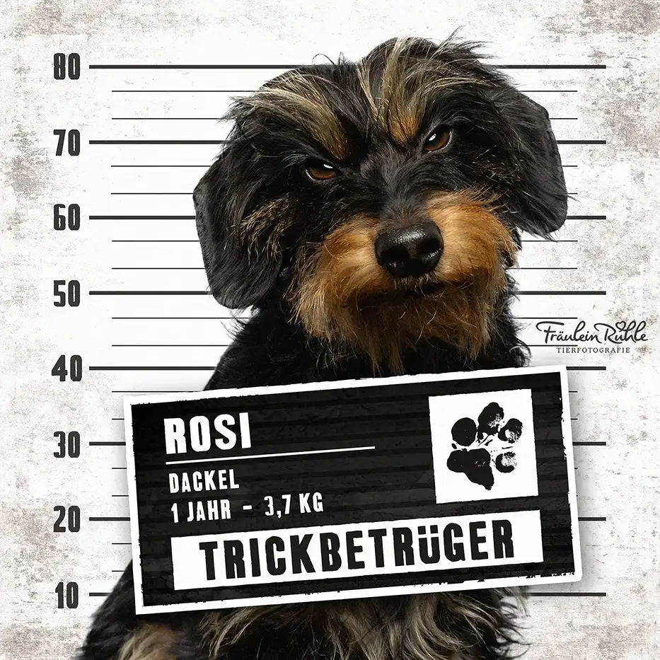 fraeulein ruhle hundefotografie wedel hamburg knast dog dackel 6
