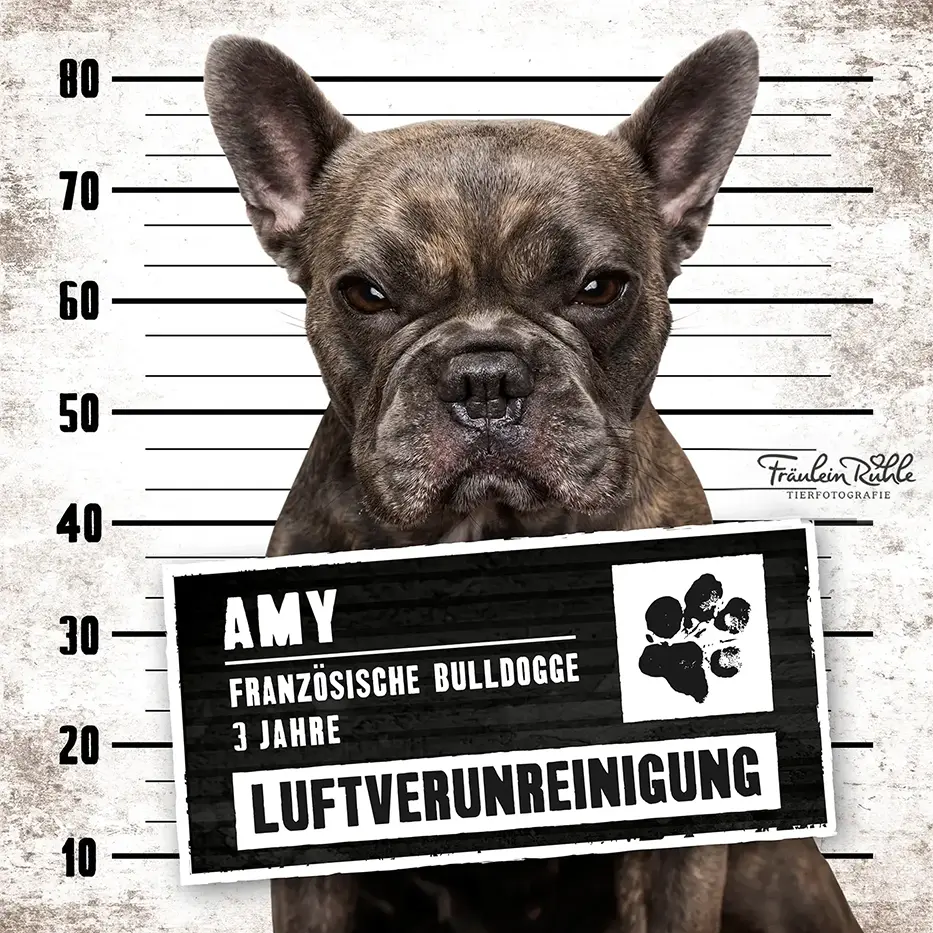 fraeulein ruhle hundefotografie wedel hamburg knast dog franzoesische bulldogge 25