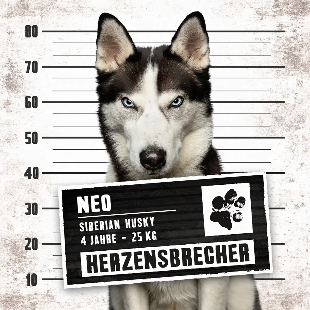 fraeulein ruhle hundefotografie wedel hamburg knast dog husky 3