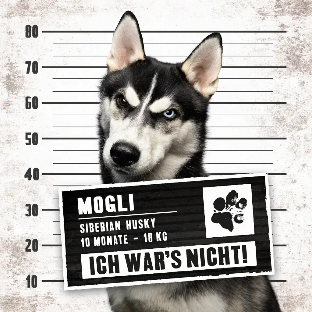 fraeulein ruhle hundefotografie wedel hamburg knast dog husky 4