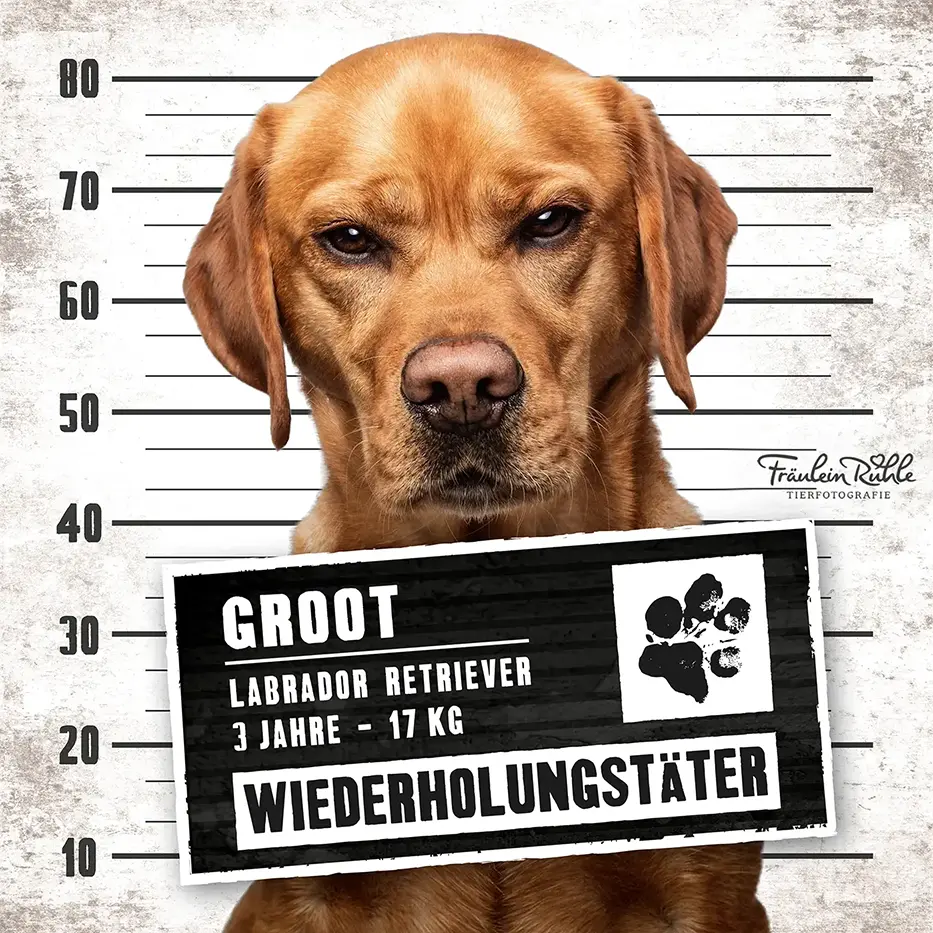 fraeulein ruhle hundefotografie wedel hamburg knast dog labrador 17