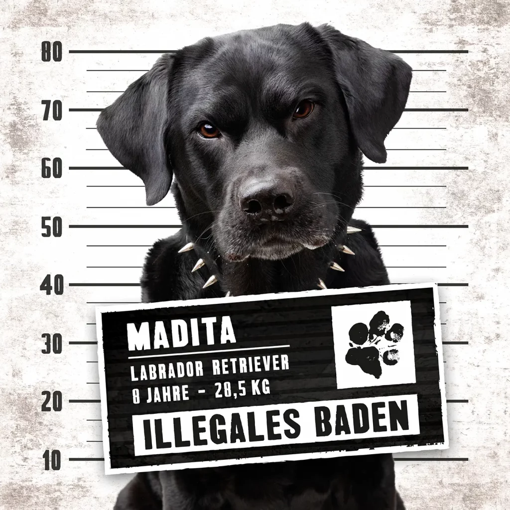 fraeulein ruhle hundefotografie wedel hamburg knast dog labrador 2