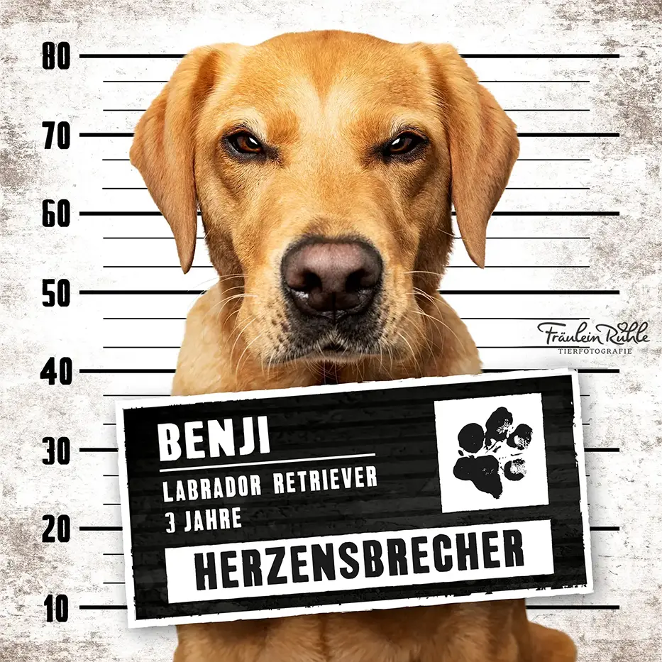 fraeulein ruhle hundefotografie wedel hamburg knast dog labrador 24