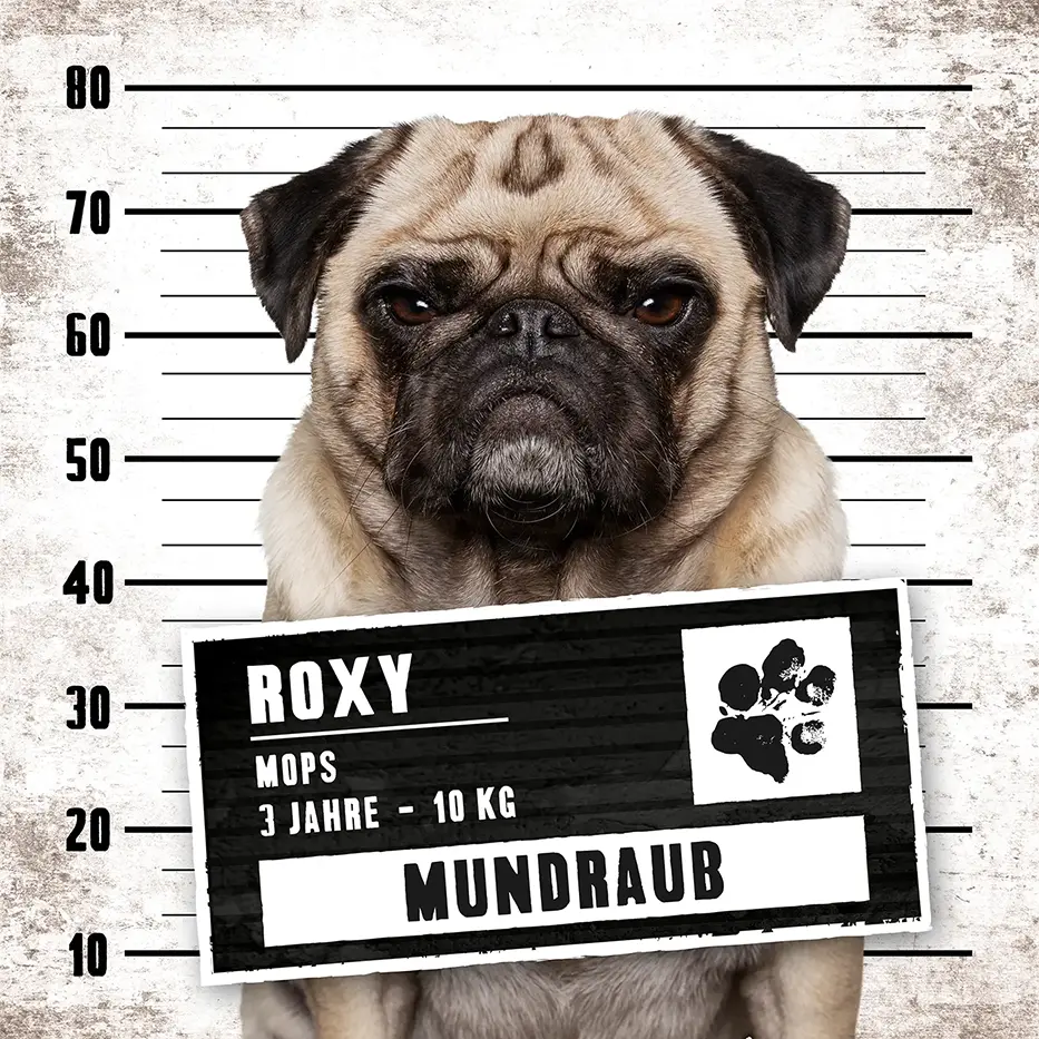 fraeulein ruhle hundefotografie wedel hamburg knast dog mops 9