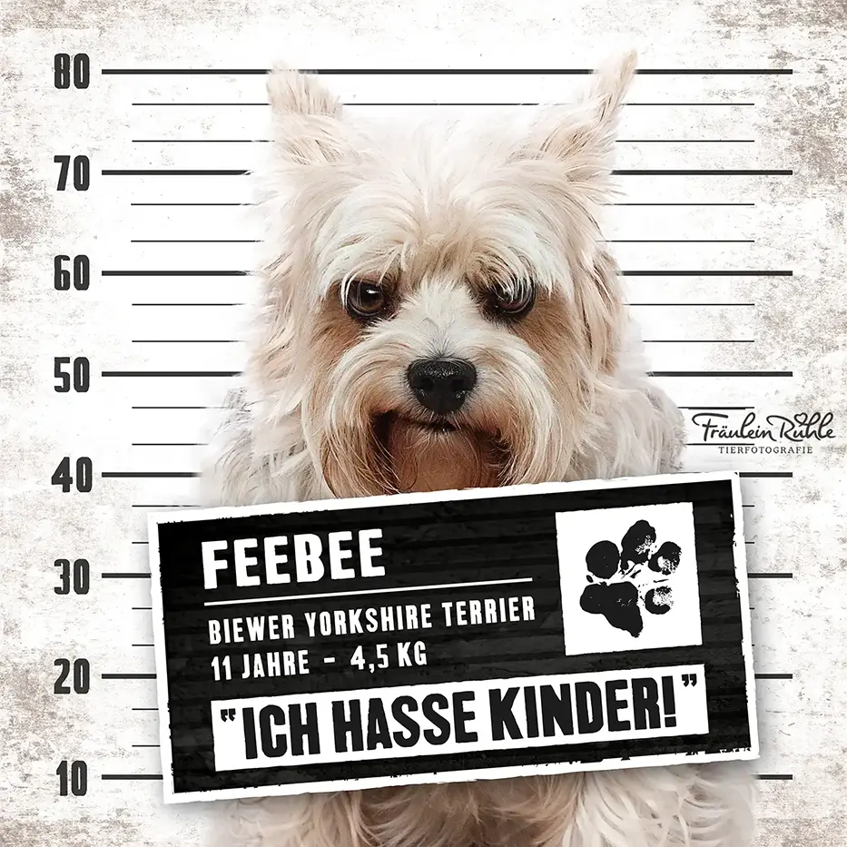 fraeulein ruhle hundefotografie wedel hamburg knast dog yorkshire terrier 20